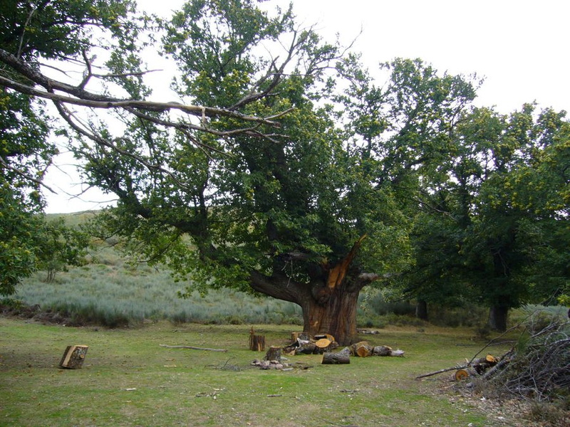 Arbres majestueux en quittant El Acebo - 036.JPG 036.JPG