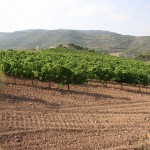 Des vignes sur le Camino