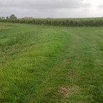 Chemin herbeux entre vignes